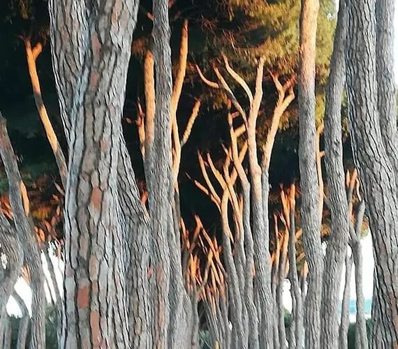 Apartment Holidayhome Manetta Tra Mare E Natura Pineto