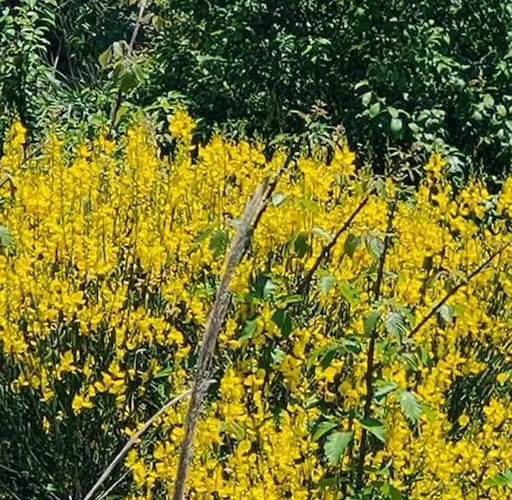 Holidayhome Manetta Tra Mare E Natura ピネート